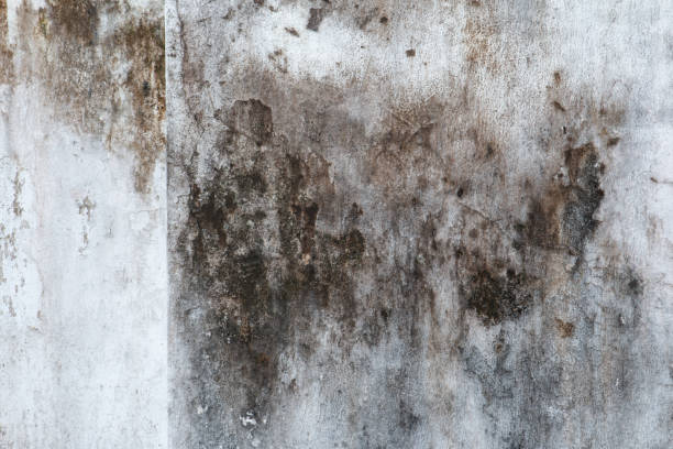Best Black Mold Removal  in Lowell, MA