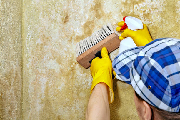 Best Mold Removal for HVAC Installations  in Lowell, MA