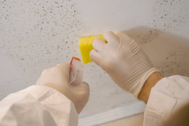 Mold Odor Removal Services in Lowell, MA