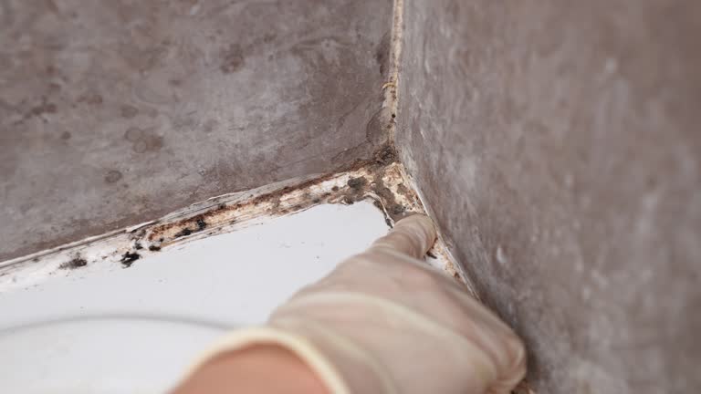 Best Dehumidification Services  in Lowell, MA